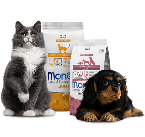 Monge снова доступен к заказу!