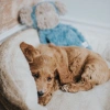 Игрушка для собак Обезьяна-шуршалка с кармашком 40 см, MY DOG 