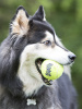 Теннисный мяч для собак KONG Air Размер 10 см