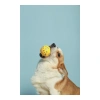 Мяч Блум для собак 7 см, M-Pets